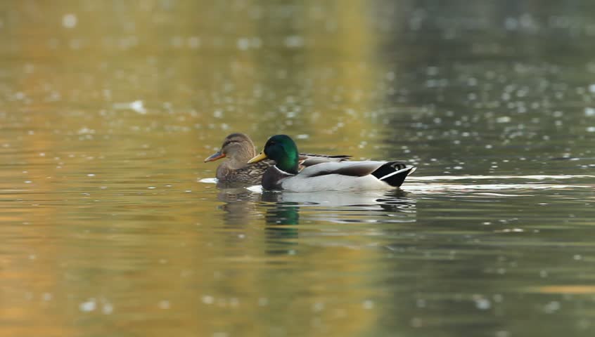 Mallards Floating On Water On A Late Autumn Afternoon