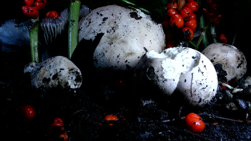 Bovist Mushrooms Growing in Time Lapse