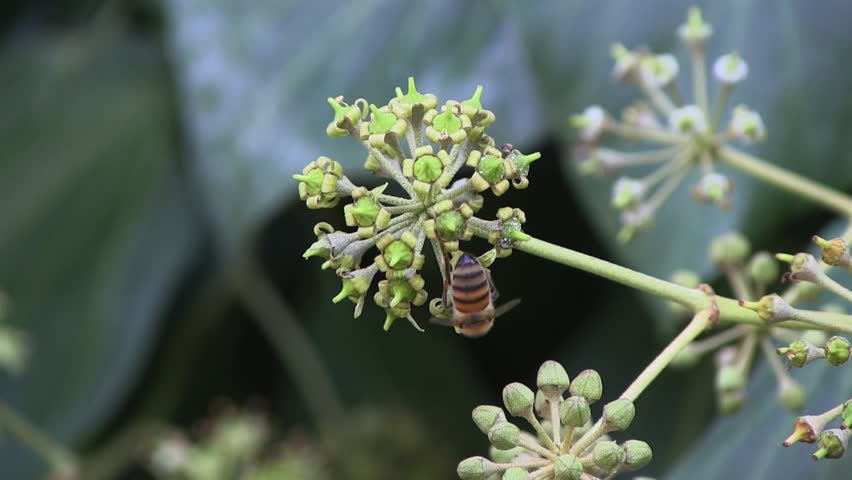 Macro shot of bee pollinating a flower, fly comes into picture toward end of clip. 
