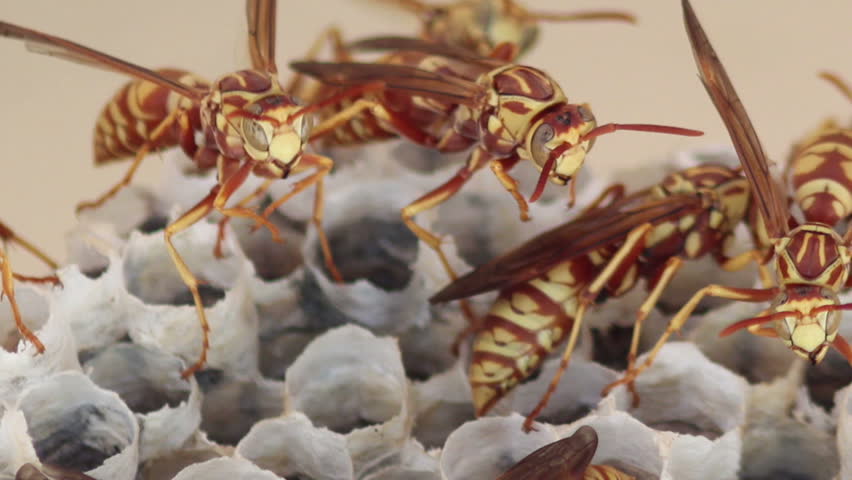 Macro HD footage of a European hornets on their nest.  The species is now widespread across North America.