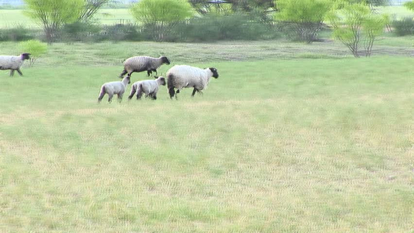 Ewe and three lambs walk across a field