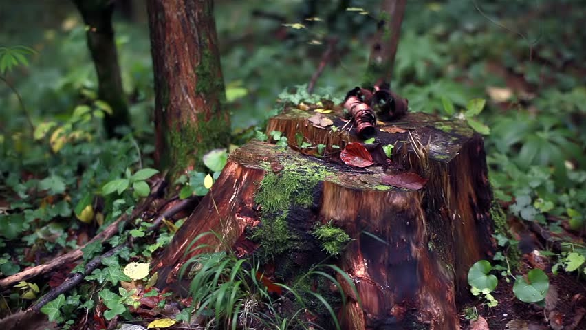 Tree Stub And Bark