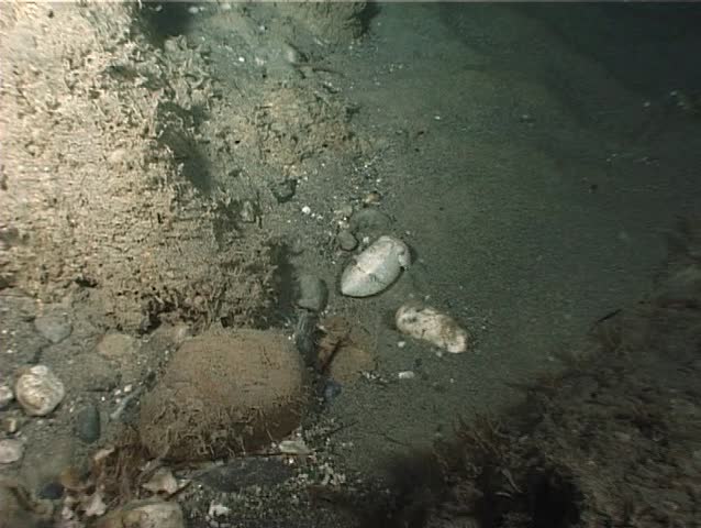 Cuttlefish can take on the apparences of the surronding: here, for example, imitating a white stone. Shot captured in the wild in the Mediterranean Sea (Italy) by 3CCD camera - PAL system. 