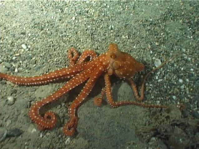 An Octopus (Octopus Macropus). Nearly impossible to recognize during the day, the Octopus Macropus is Mainly nocturnal. Shot captured in the wild in the Mediterranean Sea (Italy) by 3CCD camera.