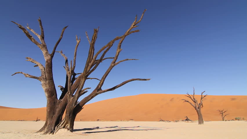 Girl walking up to dead tree in Sossusvlei