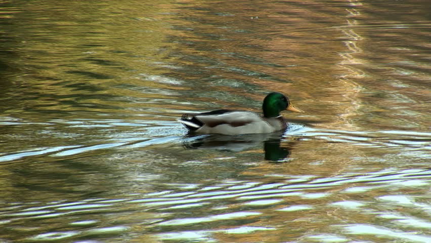 wild ducks swimming in pond