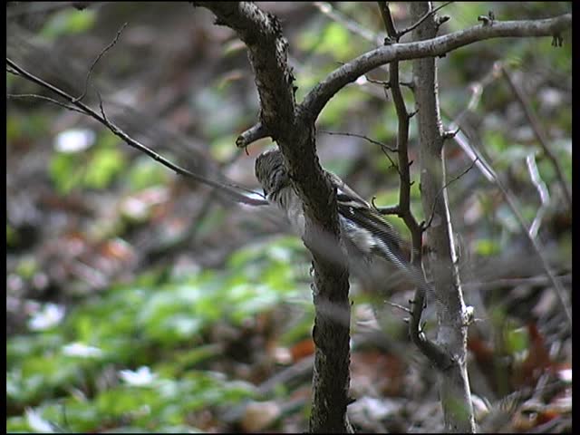 bird in forest cleaning up, rooster 