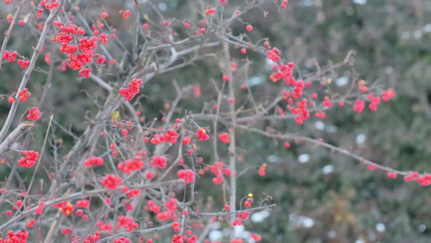 Header of Adoxaceae
