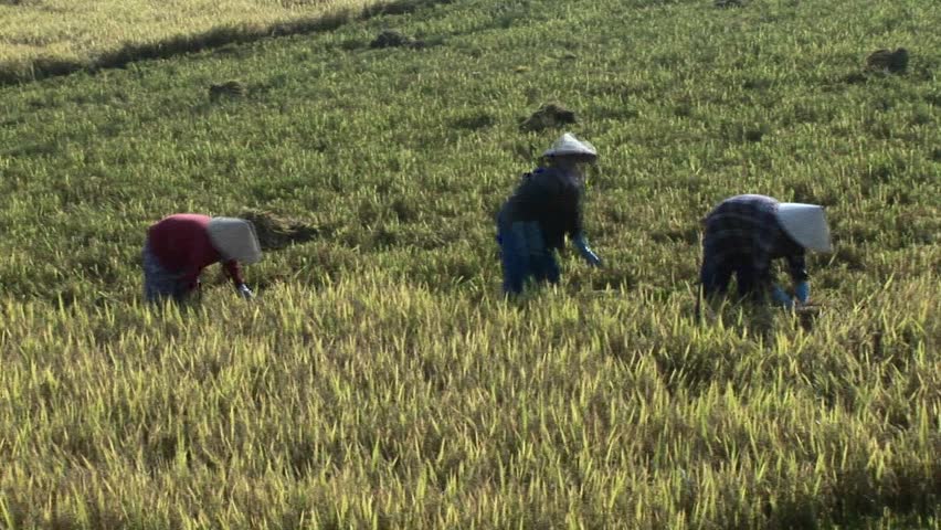 Laborers work at a rice field in rural Vietnam