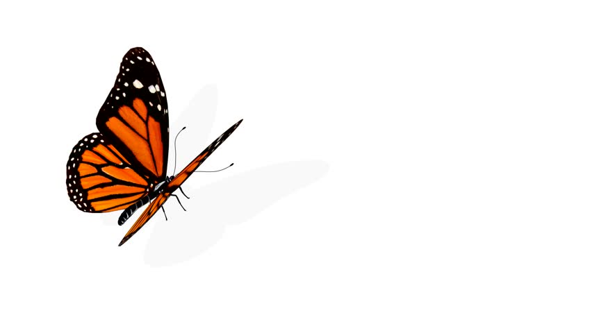 Butterfly animation