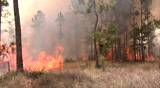Wildland fire blazes in the Florida Everglades