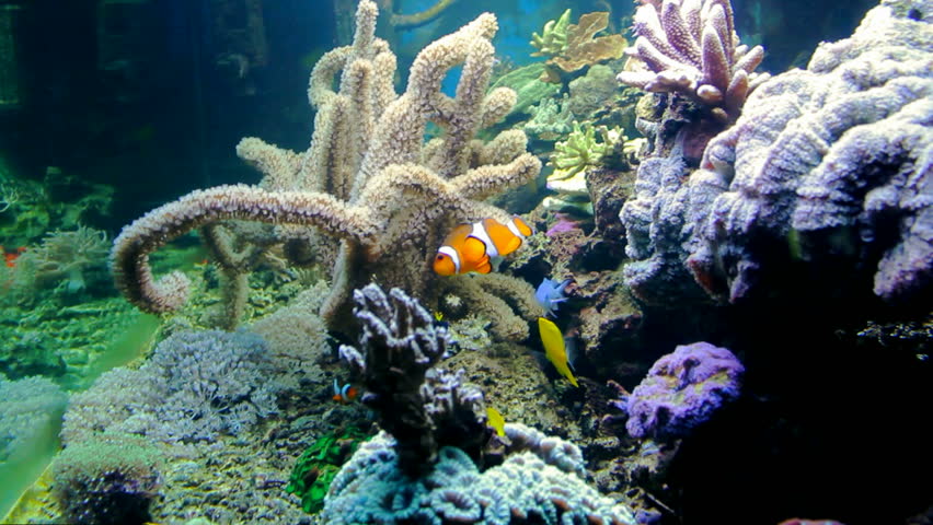 Sea life with two small clownfish