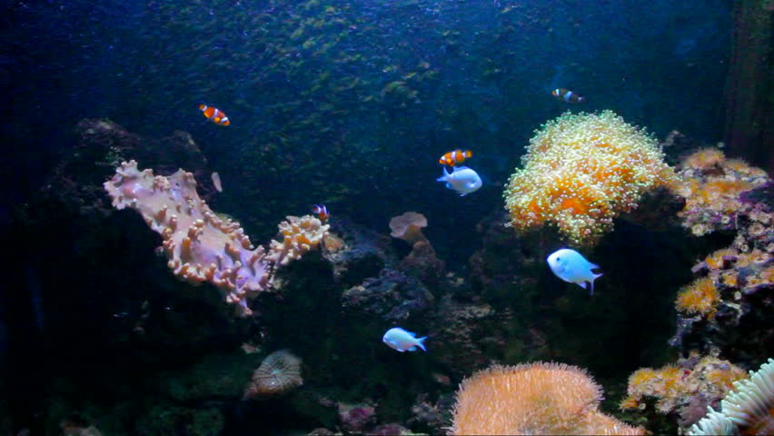 Sea life with fish nad clownfish