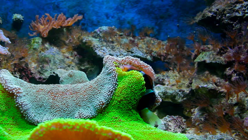 Sea life with big clownfish