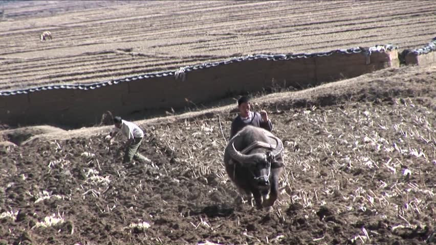 BEIJING, CHINA - CIRCA 2009: Young kids lead their water buffalo through the fields circa 2009 in Beijing.