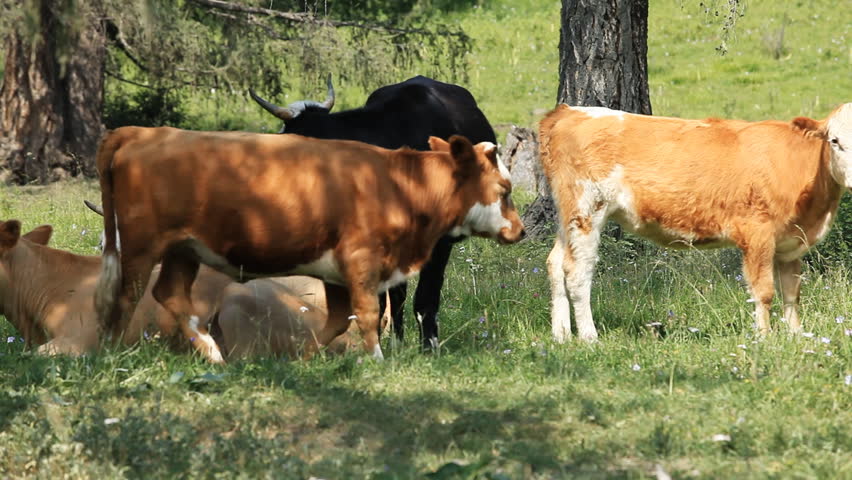 Cows graze in the forest