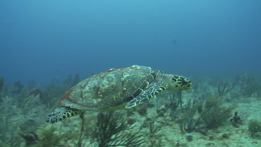 Hawksbill