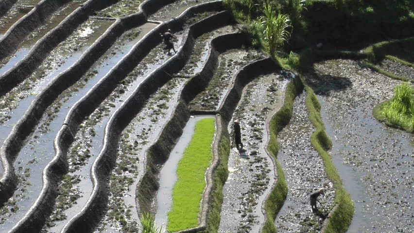 Farm workers hoe in terraced rice fields