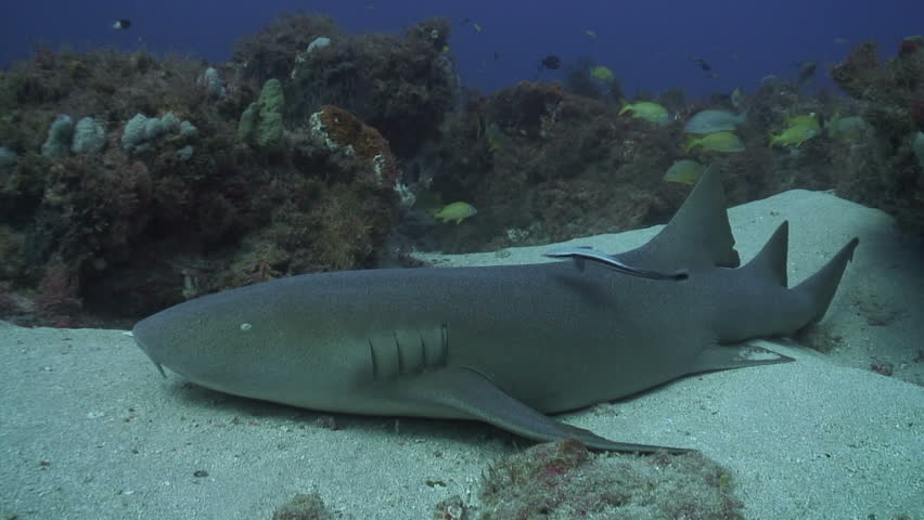Nurse shark