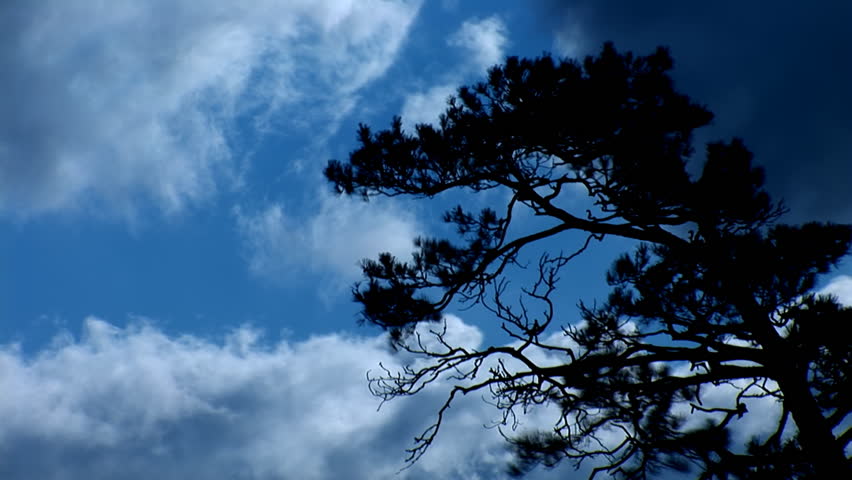 pine in the wind