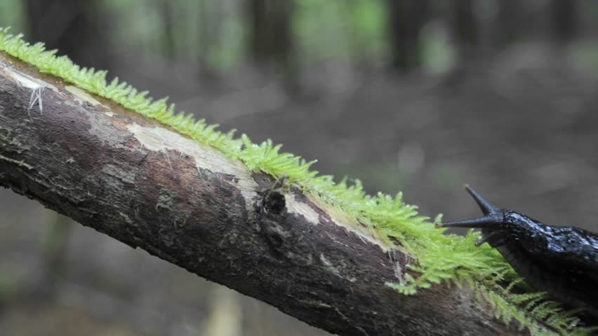 CU time-lapse of banana slug moving up a branch on Vancouver Island