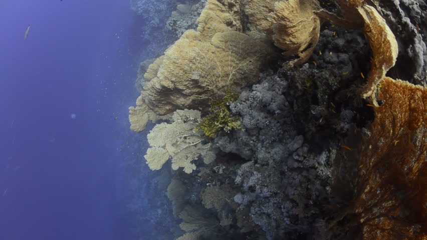 A Colony of Giant sea fans or Goegonian fan corals. Red Sea, Egypt. Camera moves to the right.