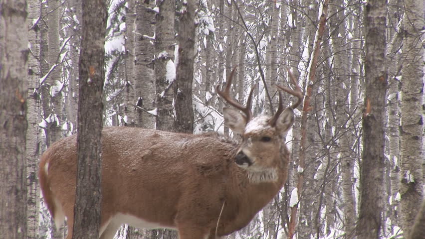 Whitetail Deer (Odocoileus virginianus)  in Saskatchewan, Canada