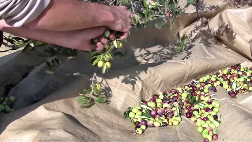 Man picking olive fruits from tree to the ground