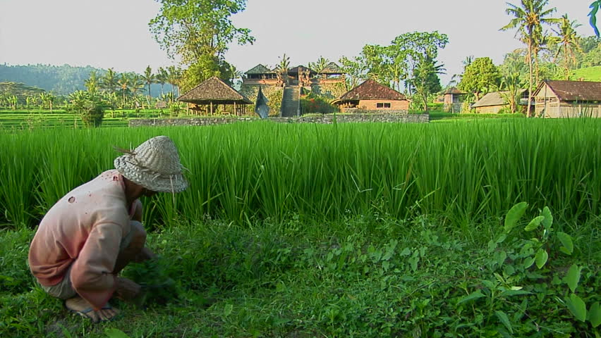A worker gathers rice on a lush, terraced rice farm.