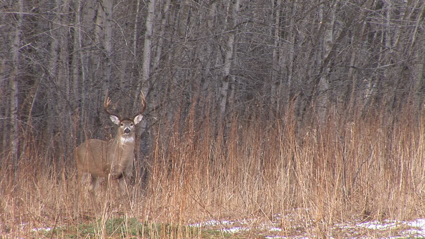 Whitetail Deer in Saskatchewan