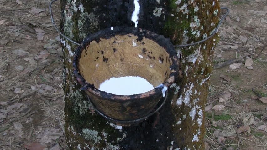 Top view of latex dropping into  collecting cups in a plantation in Malaysia 