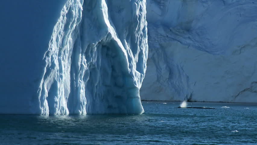 Pod of Arctic Humpack Whales