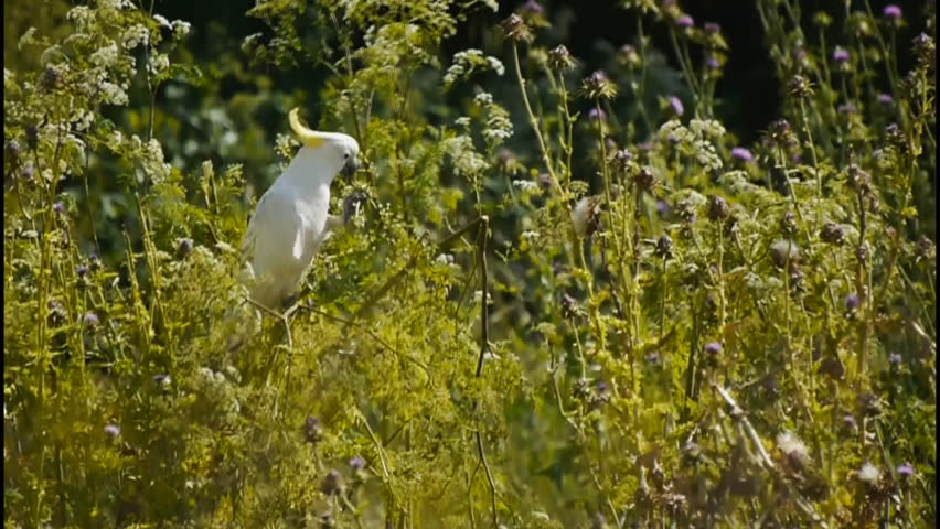 A sulfur crested cockatoo feeds on thistle heads.