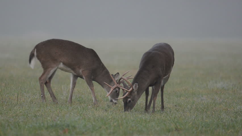 Two whitetail deer bucks sparring and fighting on a foggy morning in Smoky Mountain National Park