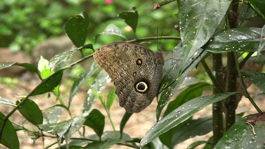 Owl butterfly (Caligo eurilochus)