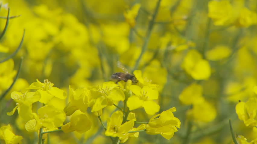 bee on rape