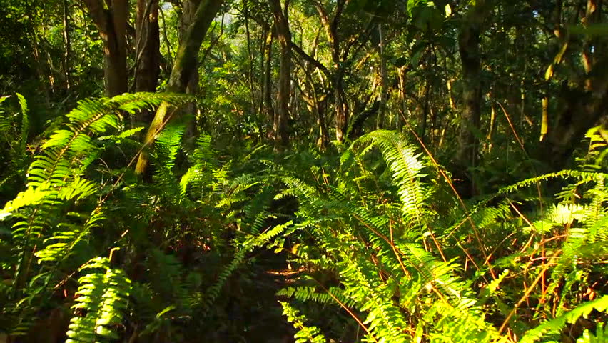 welcome to the jungle