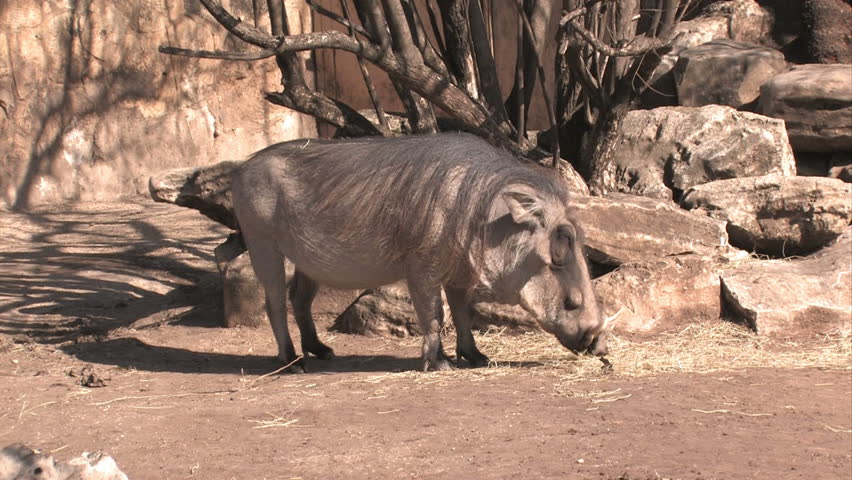 an African Warthog. Ugly beast eating straw. San Antonio, Texas zoo. 