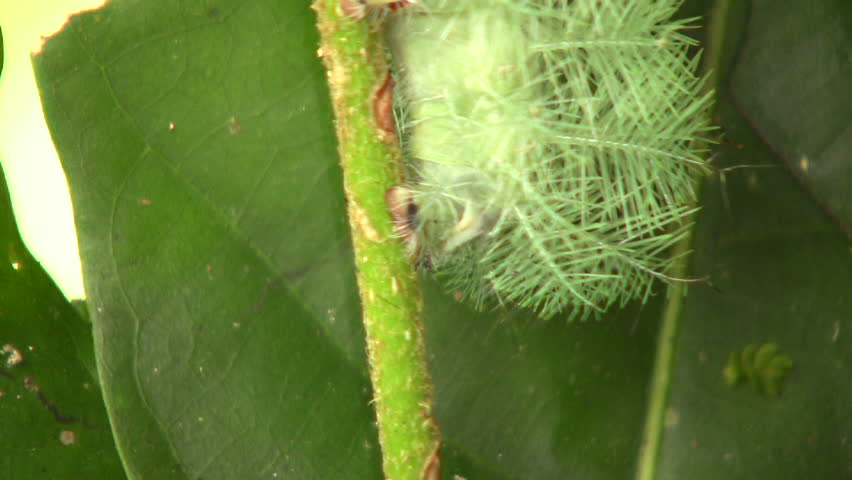 Larva of an Automeris moth (Saturniidae) In the Ecuadorian Amazon