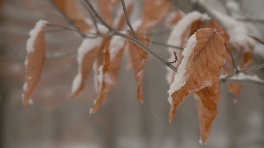 Snowfall accumulates on fall leaves, bare branches and forest floor
