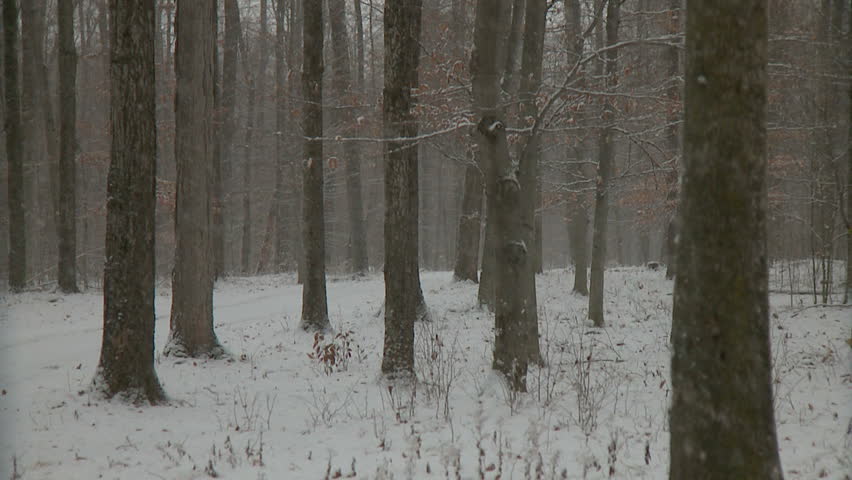 Snowfall accumulates on fall leaves, bare branches and forest floor