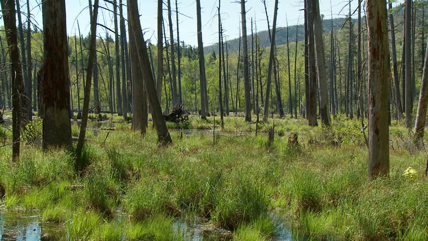 Springtime swamp in upstate New York