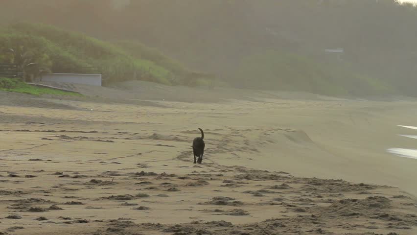 Dog alone on the Beach