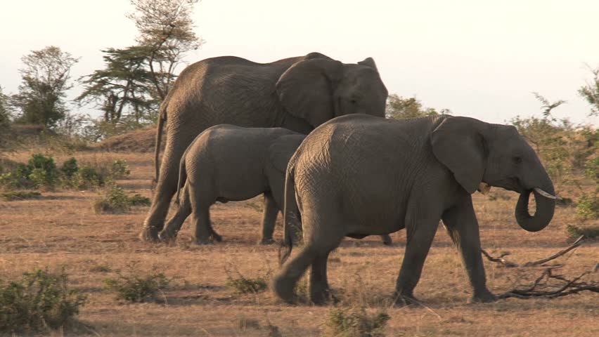 Elephants in Masai Mara reserve, kenya