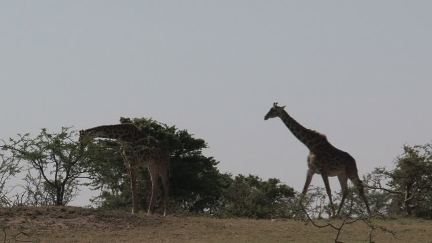 Giraffe walking