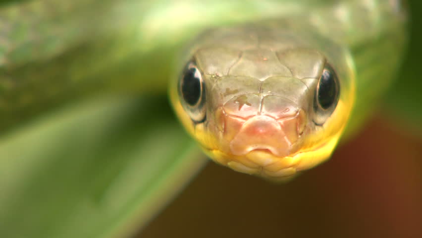 Cloudforest whipsnake (Chironius monticola) in cloudforest in western Ecuador