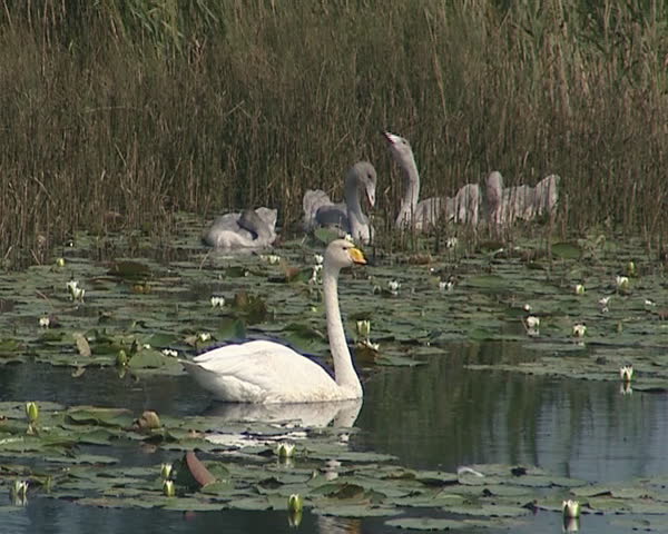 Swan swooper with broods swim in lake between water lilies. Ugly ducking.  