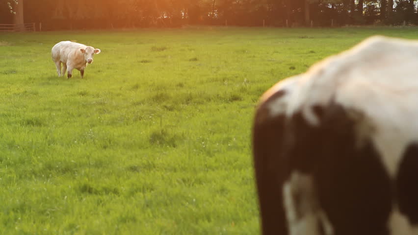 cows on landscape evening time