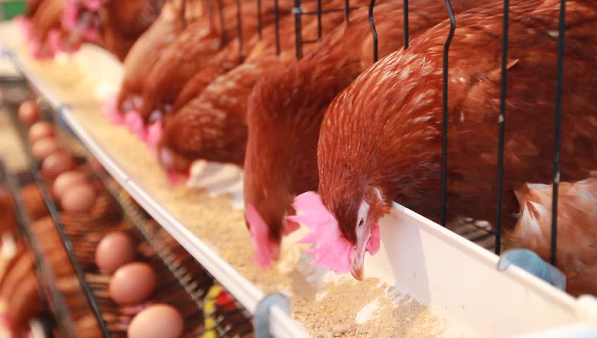 Chicken eggs and chickens eating food in farm