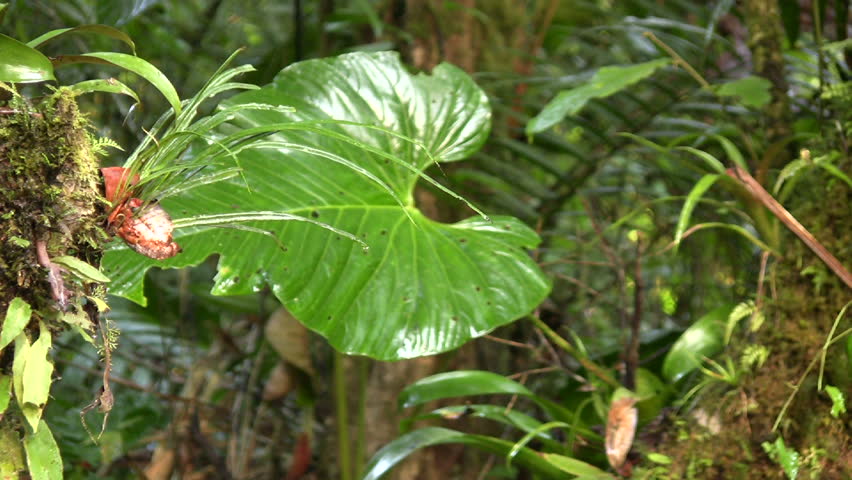 Interior of cloudforest in Western Ecuador